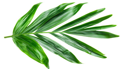 Fototapeta premium Tropical green palm leaf