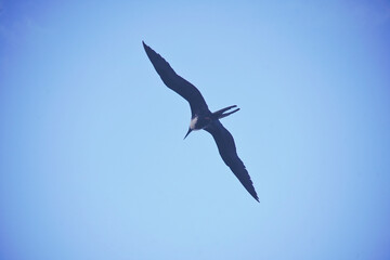 beautiful bird in the sky