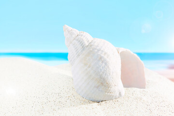 White shell on tropical beach against blue sea and sky 