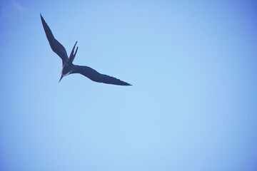 beautiful bird in the sky