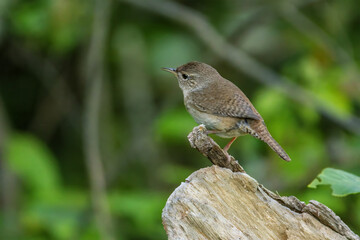 House Wren