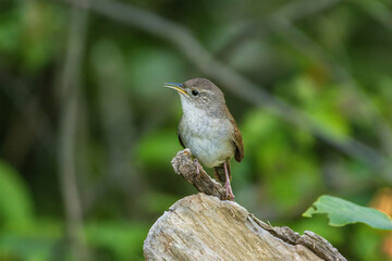 House Wren