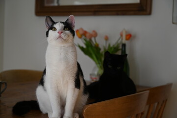 two cats with tulips in the background © Hannah