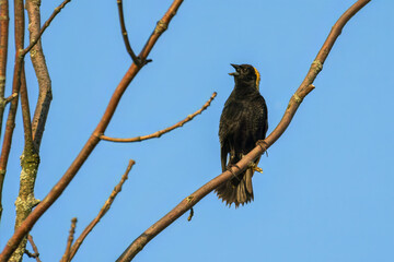 Bobolink