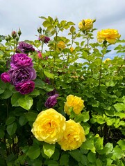 Rose bush yellow and purple pink flowers