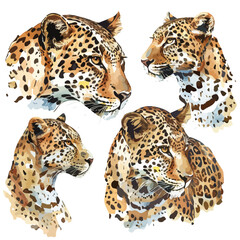 Watercolor painting of a leopard, isolated on a white background, leopard vector, drawing clipart, Illustration Vector, Graphic Painting, design art, logo