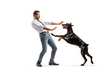 Full length shot of a doberman dog attacking a man