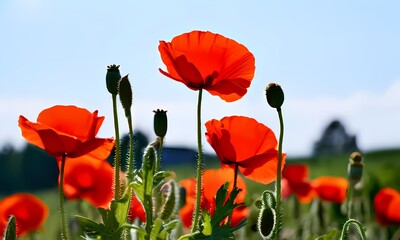 Obraz premium Poppies growing on farm, Ai Generated