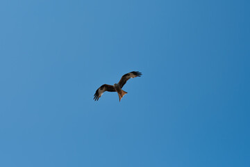 A red kite soars in the sky in search of prey. A beautiful bird of prey spreads its wings wide and flies in the clear sky, looking for rodents in the grass