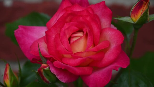 pink rose in garden with light breeze