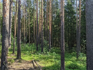 Tree trunks in a spruce-pine forest
