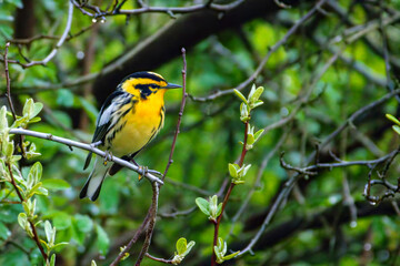 Blackburnian Warbler