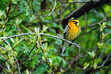 Blackburnian Warbler