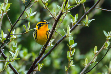 Blackburnian Warbler