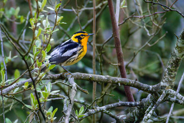Blackburnian Warbler