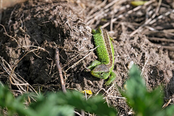 Zauneidechse ( Lacerta agilis ).