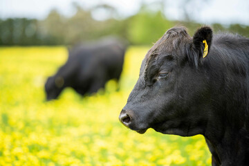 Sustainable Livestock Farming in Australia: Wagyu and Angus Cattle in new zealand