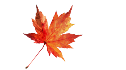 Maple leaf