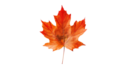 Maple leaf