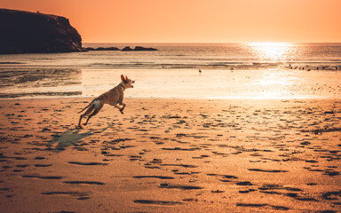 Pedigree male fawn color whippet dog running on a sandy beach at sunset with ocean in the...