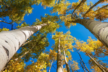 vertical view aspen trees with fall colors in Steamboat Springs Colorado