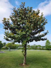 A tree of the Southern magnolia or bull bay (Magnolia grandiflora,) in a city park