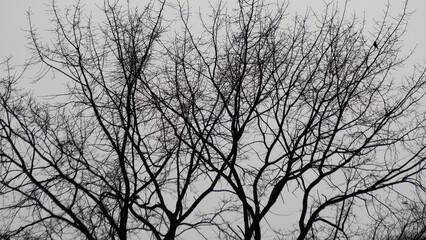 tree against a background of gray sky close-up