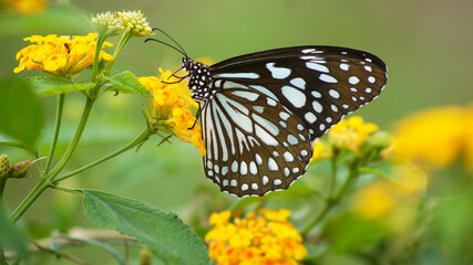 butterfly on flower