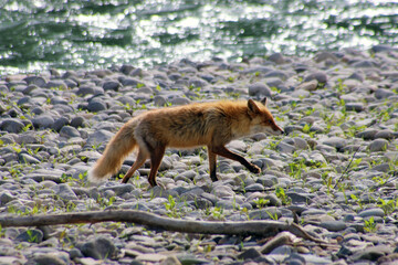 河川敷を歩くキタキツネ