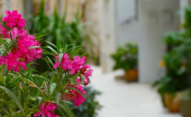 Pink oleander in Mediteranean street 