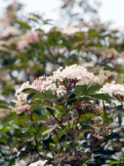 Sambucus nigra Black Beauty (Gerda) Sambucus Black Beauty shrub with tiny pink flowers grouped in flat umbels above serrated dark burgundy leaves on dark-purple erect twigs
