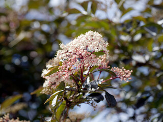 Sambucus nigra Black Beauty (Gerda) A Black Elder with inflorescence of  tiny pale pink flowers in flat umbel on erect purple erect stems 
