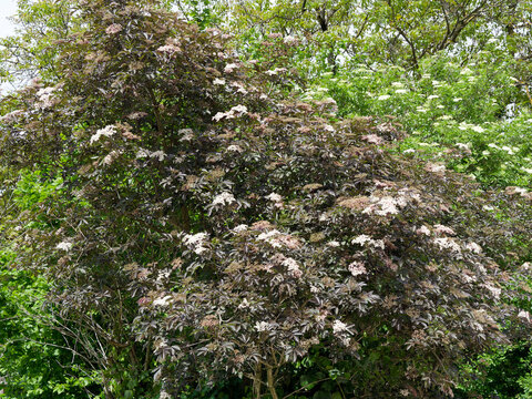 Sambucus nigra Black Beauty (Gerda) or Black Elder shrub with inflorescence in umbels of pink to white flowers contrasting with a purple foliage on erect branches