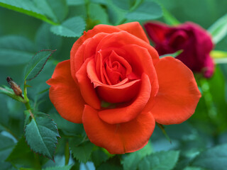 Petel of red rose. Close-up, macrophotogragy