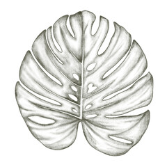 Leaf monstera sketch.