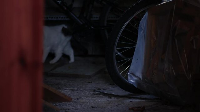 Lost cat in an old garage 