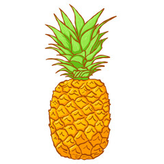 Hand Drawn Pineapple Isolated on White Background
