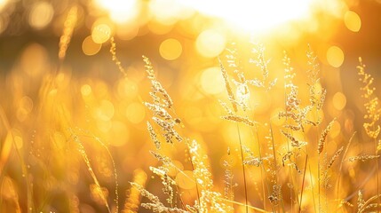 Fototapeta premium Yellow Sunlight Illuminating Meadow Grass with Bokeh Background in Late Summer or Early Autumn as Sun Rises or Sets over the Horizon