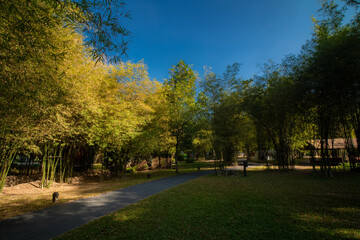Fototapeta premium Autumn Park Path Amidst Bamboo Trees and Roads at camping in Saraburi, Thailand.