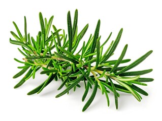 Fototapeta premium Rosemary Sprig Green Foliage on White Background