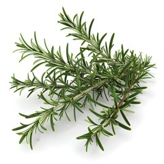 Rosemary Sprig Fresh D Rendered Leaves on White