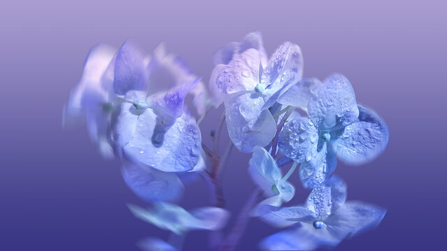 purple hydrangea flower macro photography