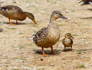 Duck and Ducklings