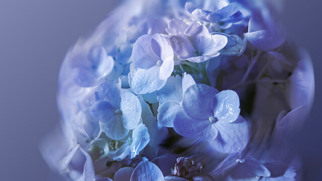 close up of purple hydrangea flower, macro photography