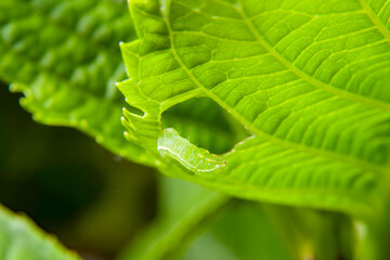 Green Caterpillar on Leaf Edge