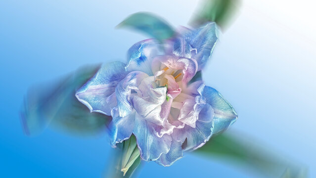 close up of blue iris flower 