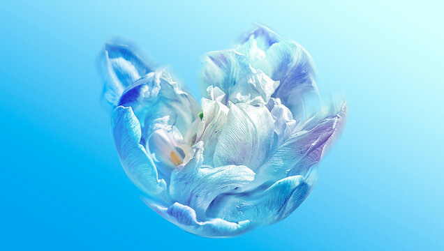 Flower Splash Macro Photography Art Background