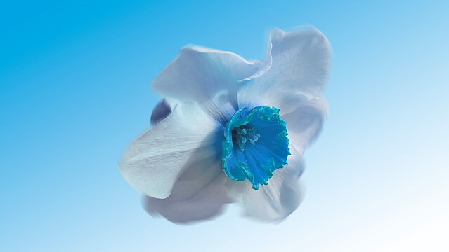 blue lily flower isolated on white, macro photography