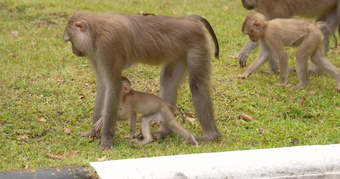 Northern pig-tailed macaque (Macaca leonina) family, Mother and child monkeys at Khao Yai National Park during the afternoon, Thailand.