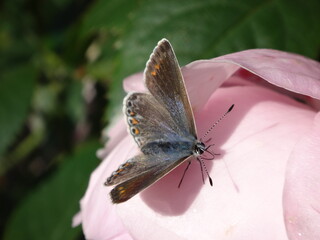The common blue butterfly (Polyommatus icarus), female resting on a pink rose